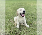 Small Photo #1 English Cream Golden Retriever Puppy For Sale in BUSHNELL, FL, USA