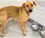 Small #1 Labrador Retriever Mix