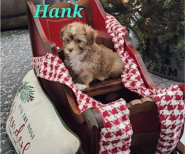 Medium Photo #1 Havanese Puppy For Sale in ALBION, PA, USA