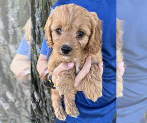 Cavapoo Puppy for Sale in EL PASO, Illinois USA