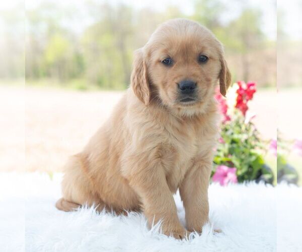 Medium Photo #3 Golden Retriever Puppy For Sale in NEWPORT, PA, USA