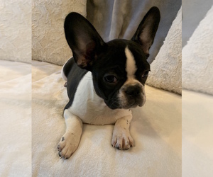 French Bulldog Puppy for sale in CHARLESTON, SC, USA