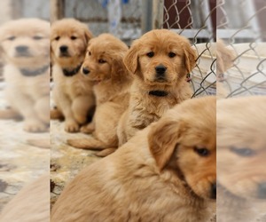 Golden Retriever Puppy for Sale in MERIDIAN, Idaho USA