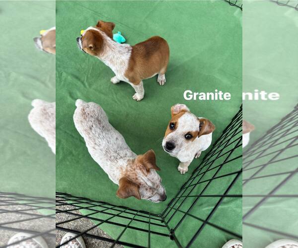 Medium Photo #3 Texas Heeler Puppy For Sale in Turlock, CA, USA