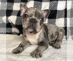 Small Photo #1 French Bulldog Puppy For Sale in TRACYS LANDING, MD, USA