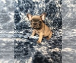 Small Photo #6 French Bulldog Puppy For Sale in STAFFORD, VA, USA