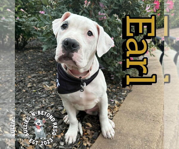 Medium Photo #8 Staffordshire Bull Terrier Puppy For Sale in Omaha, NE, USA