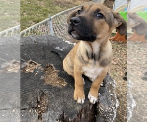 American Pit Bull Terrier-German Shepherd Dog Mix Puppy for Sale in ESSEX, Maryland USA