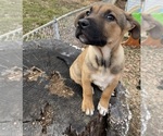 Small Photo #1 American Pit Bull Terrier-German Shepherd Dog Mix Puppy For Sale in ESSEX, MD, USA