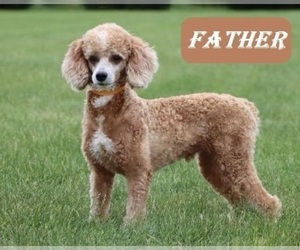 Father of the Cadoodle puppies born on 07/12/2025