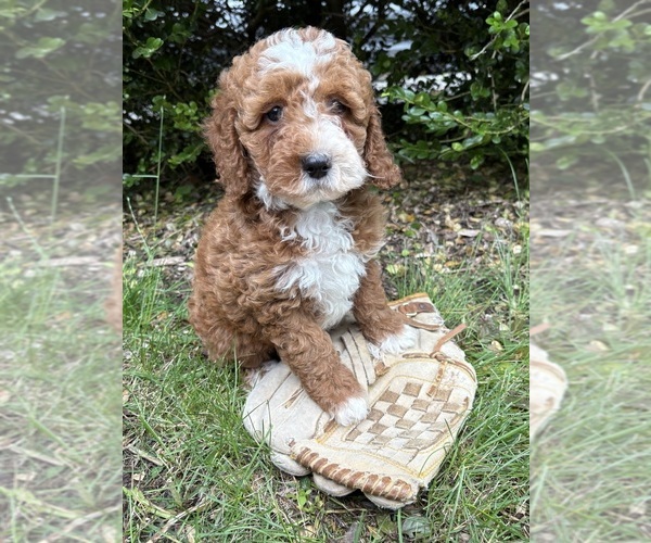 Medium Photo #4 Cockapoo (Miniature) Puppy For Sale in MIDDLEBURY, IN, USA