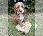 Small #3 Cockapoo (Miniature)