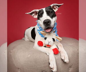 American Pit Bull Terrier Dogs for adoption in Rockville, MD, USA