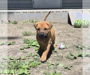 Mountain Cur-Unknown Mix Dogs for adoption in Godfrey, IL, USA