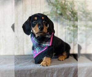 Dachshund Puppy for sale in ORO VALLEY, AZ, USA