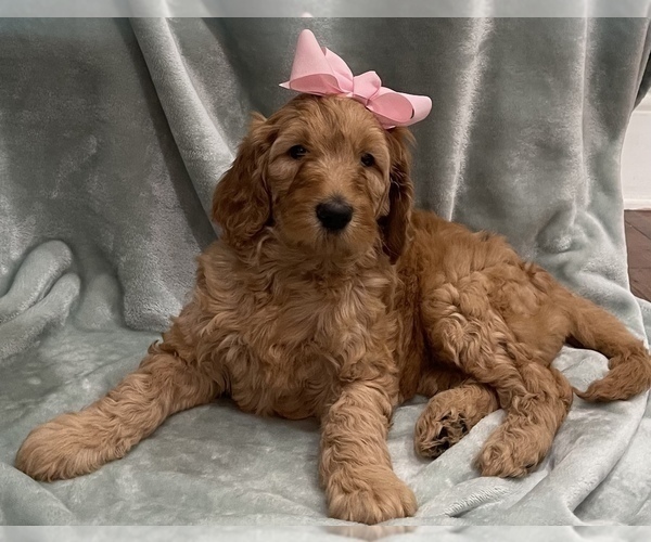 Medium Photo #2 Goldendoodle Puppy For Sale in CALHOUN, LA, USA
