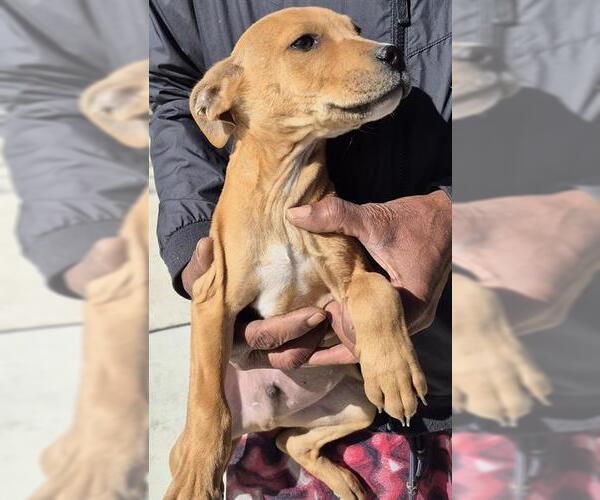 Medium Photo #1 Mutt Puppy For Sale in San Antonio, TX, USA