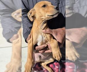 Mutt Dogs for adoption in San Antonio, TX, USA