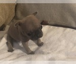 Small Photo #13 French Bulldog Puppy For Sale in NAPLES, FL, USA