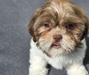 Shih Tzu Puppy for sale in LAS VEGAS, NV, USA