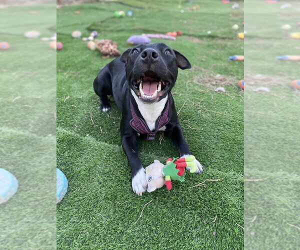 Medium Photo #2 Mutt Puppy For Sale in FRAMINGHAM, MA, USA