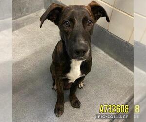 Labrador Retriever-Unknown Mix Dogs for adoption in San Antonio, TX, USA
