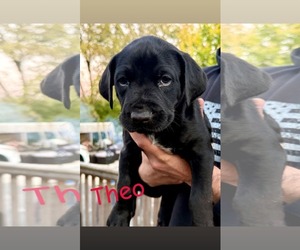 Mutt Dogs for adoption in Shillington, PA, USA