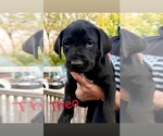 Theo - Male Mutt Dog for Adoption - Small photo
