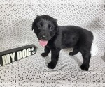 Small #5 Golden Mountain Dog