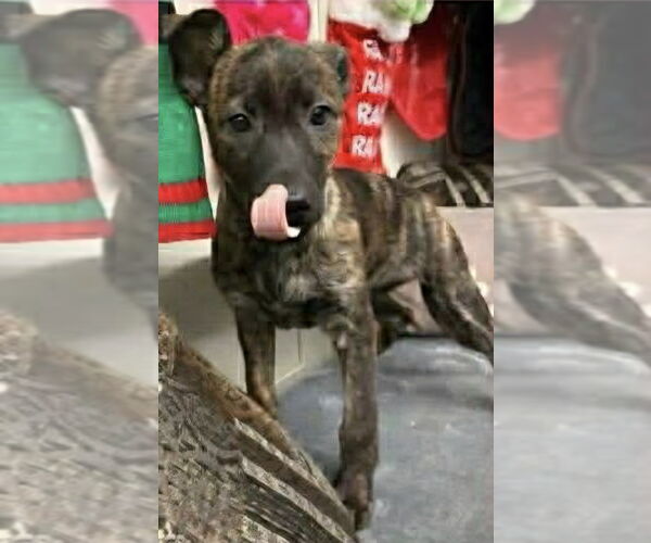 Medium Photo #1 German Shepherd Dog-Plott Hound Mix Puppy For Sale in Aurora, IN, USA