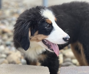 Medium Bernese Mountain Dog