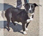Small #2 Boxer Mix