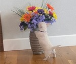 Small Photo #10 West Highland White Terrier Puppy For Sale in IDABEL, OK, USA