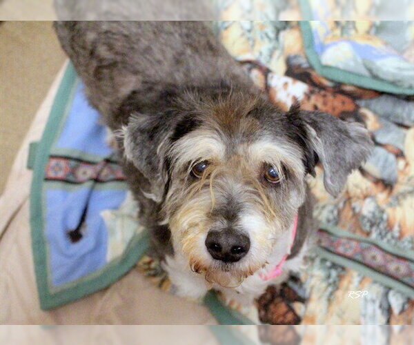 Medium Photo #1 Miniature Schnauzer-Shih Tzu Mix Puppy For Sale in Fort Wayne, IN, USA