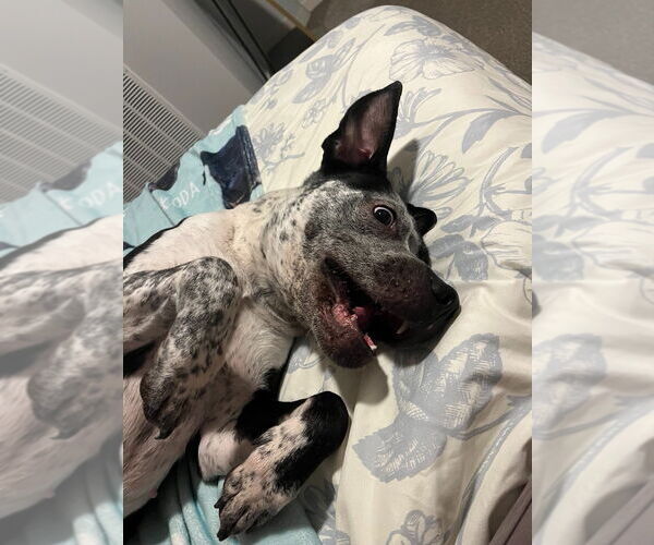 Medium Photo #2 Pointer-Unknown Mix Puppy For Sale in Minneapolis, MN, USA