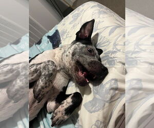 Cosma - Female Pointer-Unknown Mix Dog for Adoption - Photo #2