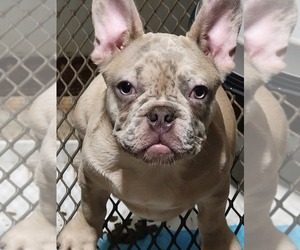 French Bulldog Puppy for sale in FAYETTEVILLE, GA, USA