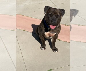 Prancer - Foster or Adopt Me! - Male American Staffordshire Terrier-Unknown Mix Dog for Adoption - Photo #11