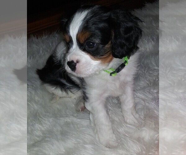 Medium Photo #12 Cavalier King Charles Spaniel Puppy For Sale in HOWLAND, OH, USA