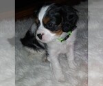 Small Photo #12 Cavalier King Charles Spaniel Puppy For Sale in HOWLAND, OH, USA