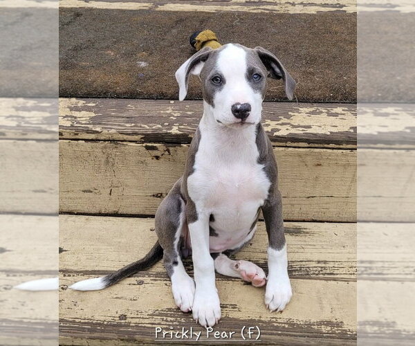Medium Photo #15 Mutt Puppy For Sale in Wenonah, NJ, USA