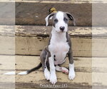 Small #14 Mutt