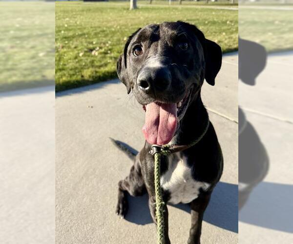 Medium Photo #2 Labrador Retriever-Unknown Mix Puppy For Sale in West Valley, UT, USA