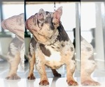 Small Photo #1 French Bulldog Puppy For Sale in REVERE, MA, USA