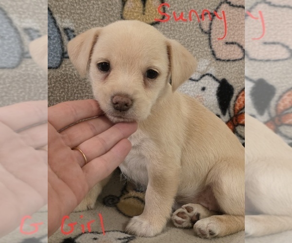 Medium Photo #26 Chizer Puppy For Sale in MONTEZUMA, GA, USA