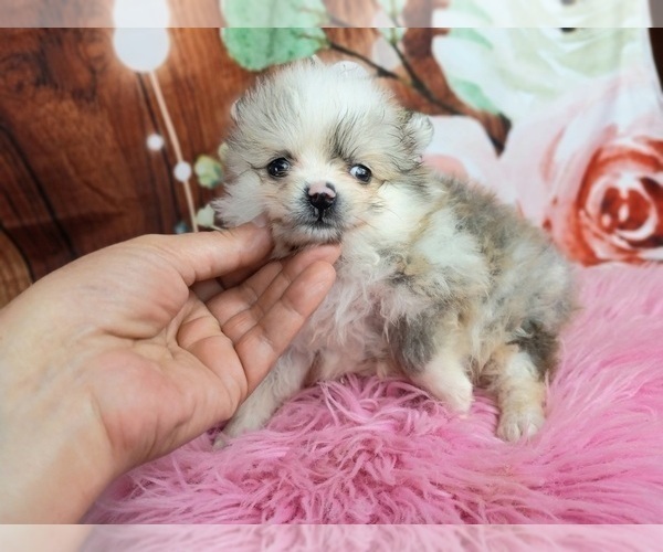 Medium Photo #1 Pomeranian Puppy For Sale in CARTHAGE, TX, USA