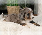 Small Photo #426 Aussiedoodle Miniature  Puppy For Sale in STAFFORD, VA, USA