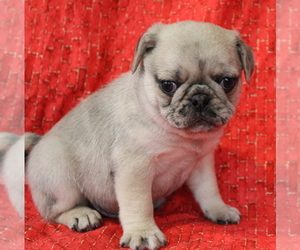 Pug Puppy for Sale in SALINA, Kansas USA