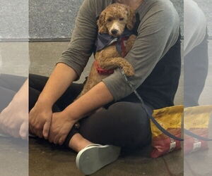 Mutt Dogs for adoption in Omaha, NE, USA