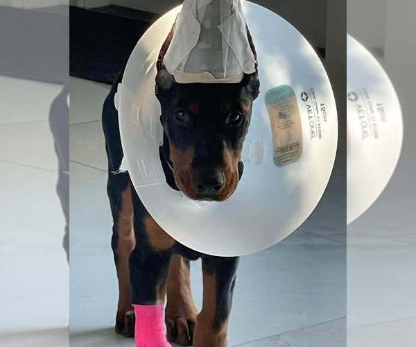 Medium Photo #10 Doberman Pinscher Puppy For Sale in FORT LAUDERDALE, FL, USA